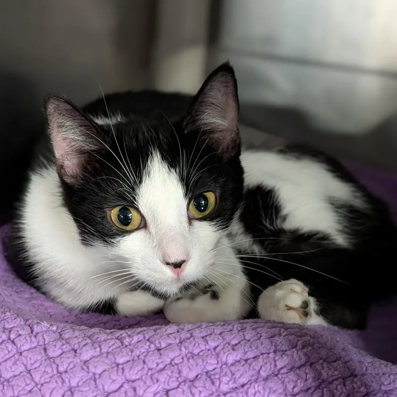 Houndour thumbnail 4