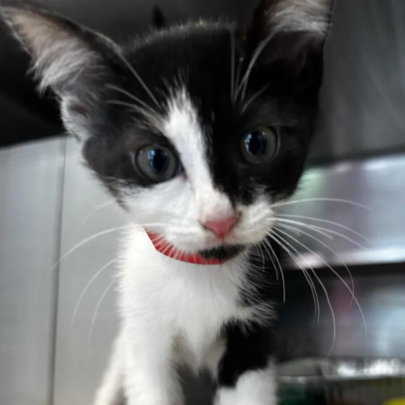 A baby small-sized female Black Domestic Short Hair cat named Coco Mademoiselle for adoption in Chicago, IL