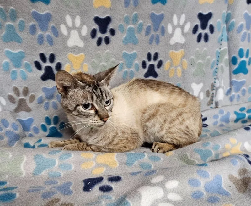 An adult medium-sized male Domestic Short Hair cat named Cauliflower for adoption in Wabash, IN