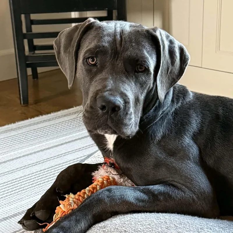 A baby large-sized female Gray / Blue / Silver Cane Corso dog named Opal for adoption in Mead, CO