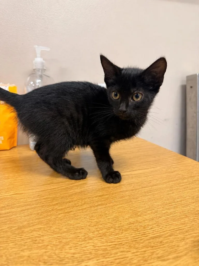 A baby medium-sized female Domestic Short Hair cat named Dunkin for adoption in Burnsville, NC