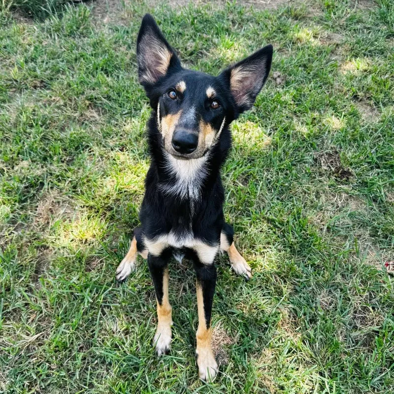 A young medium-sized female Black Shepherd dog named Zendaya for adoption in Brownsboro, AL