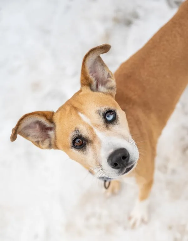 An adult medium-sized female Labrador Retriever dog named Daisy for adoption in Stratham, NH