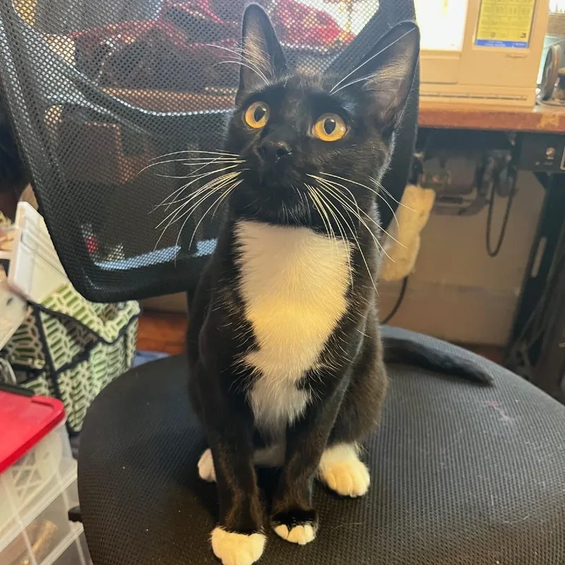 Sparkler thumbnail 4