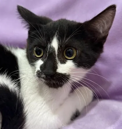 A baby small-sized female Domestic Short Hair cat named Louise for adoption in Eugene, OR