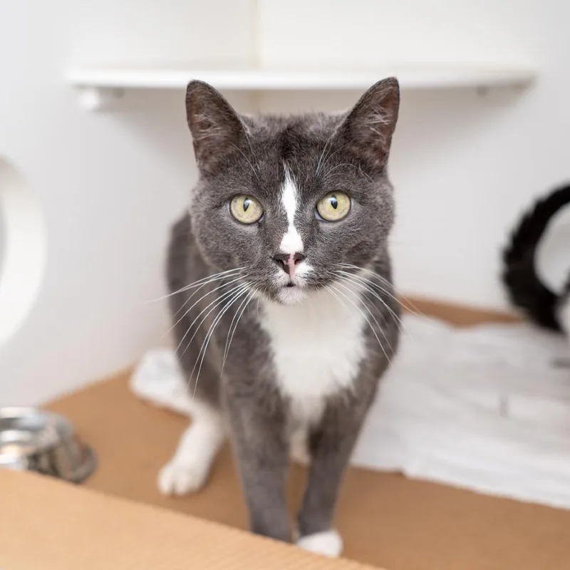 A senior medium-sized female Gray / Blue / Silver Domestic Short Hair cat named Nadia for adoption in New York, NY