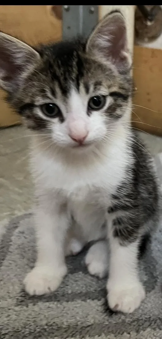 A baby small-sized male Domestic Short Hair cat named Smitts for adoption in Trenton, MO