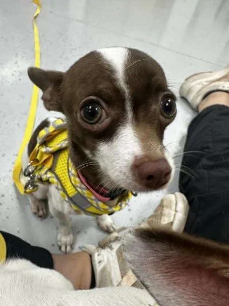 An adult small-sized female Chihuahua dog named Cookie for adoption in Skillman, NJ