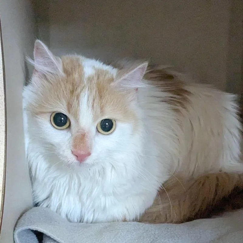 An adult medium-sized female White Domestic Long Hair cat named Pastrami for adoption in Providence, RI