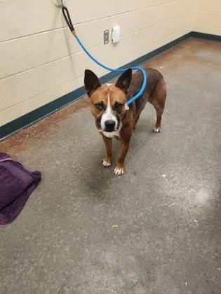 An adult medium-sized male Mixed Breed dog named Flash for adoption in Independence, MO