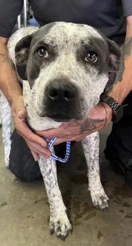 A young large-sized female Mixed Breed dog named Poppy for adoption in Pensacola, FL