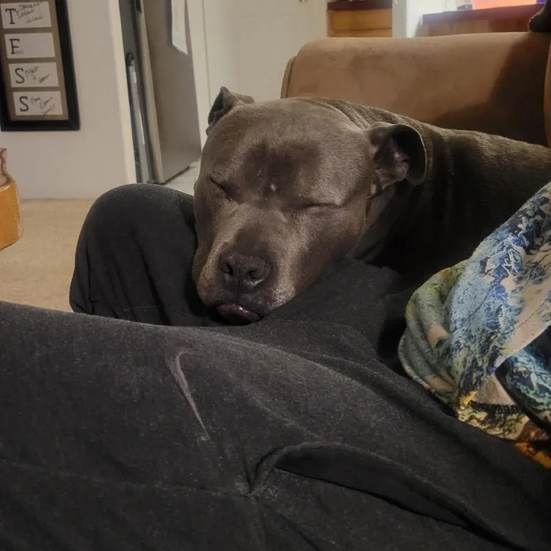 Sawyer thumbnail 4