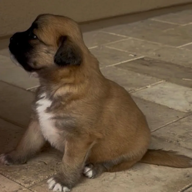 A baby small-sized male Mixed Breed dog named Donna's Baby Boy for adoption in San Diego, CA