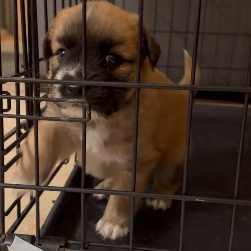 Donna's Baby Boy thumbnail 3
