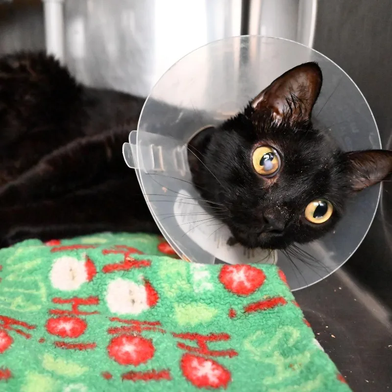 An adult medium-sized female Black Domestic Short Hair cat named Ramona for adoption in West Palm Beach, FL