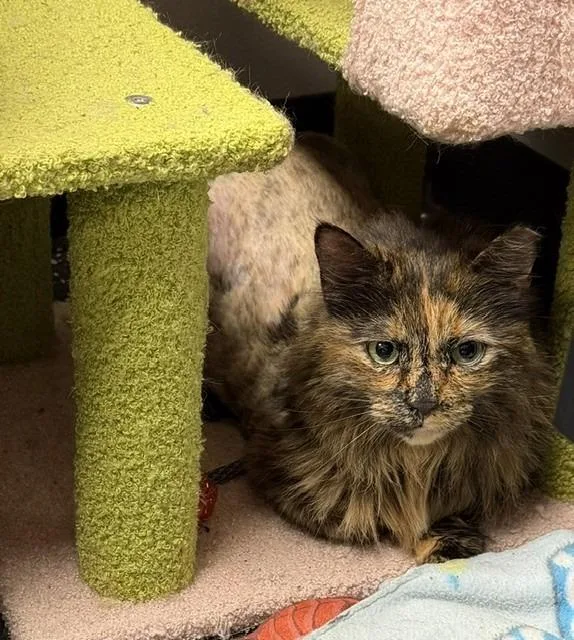 A senior medium-sized female Domestic Medium Hair cat named Morteeni for adoption in Lancaster, PA