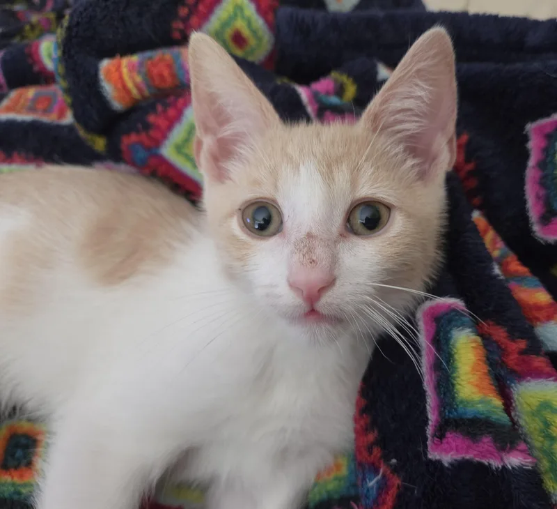 A baby small-sized male Orange & White Domestic Short Hair cat named Richie for adoption in Silverton, OR