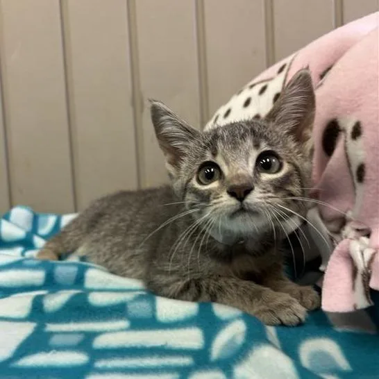 A baby small-sized female Gray / Blue / Silver Domestic Short Hair cat named Reign for adoption in Hawthorne, CA