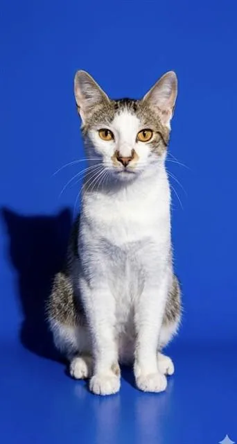 A young medium-sized male Domestic Short Hair cat named Aquarius for adoption in Jacksonville, FL