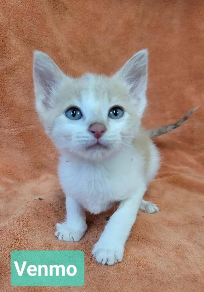 A baby medium-sized male Domestic Short Hair cat named Venmo for adoption in Richmond, IN