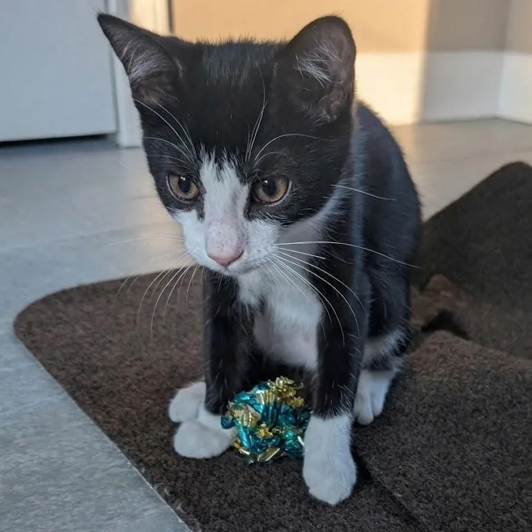 A baby small-sized male Black & White / Tuxedo Domestic Short Hair cat named Judo for adoption in Richmond, VA