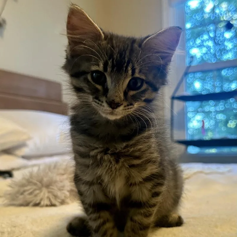 A baby small-sized male Brown / Chocolate Domestic Short Hair cat named Mitchell for adoption in Peachtree City, GA