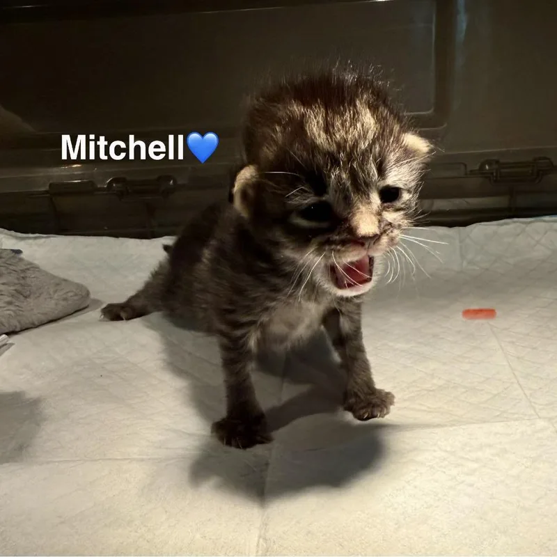 Mitchell thumbnail 3