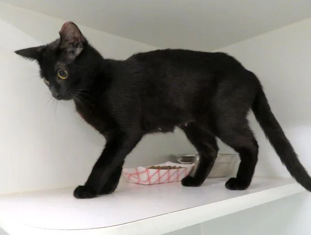 An adult small-sized female Domestic Short Hair cat named Cola for adoption in Oklahoma City, OK
