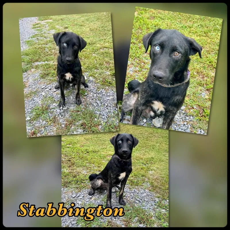 A young large-sized male Husky dog named Stabbington Brother for adoption in Blountville, TN