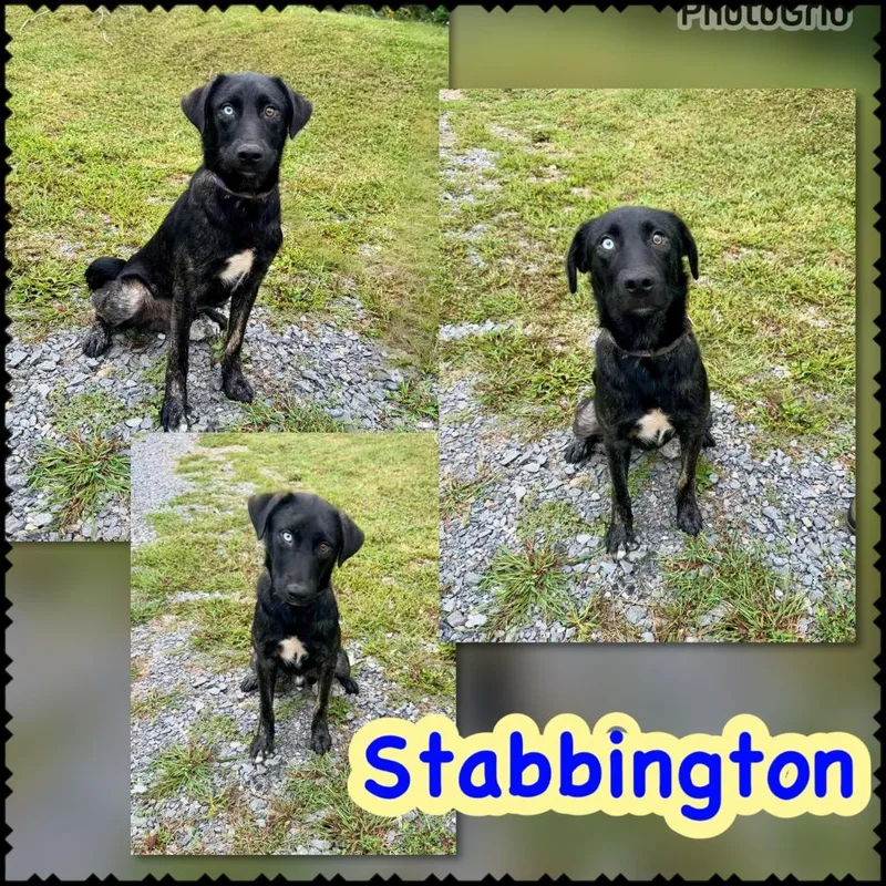 Stabbington Brother thumbnail 2