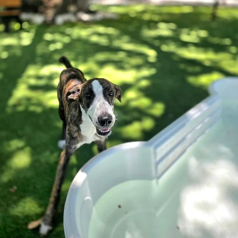 A young medium-sized female Brindle Mixed Breed dog named Birdie for adoption in Port Charlotte, FL