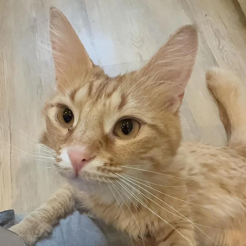 An adult extra large-sized male Orange / Red Domestic Short Hair cat named Julio for adoption in Saint Charles, MO