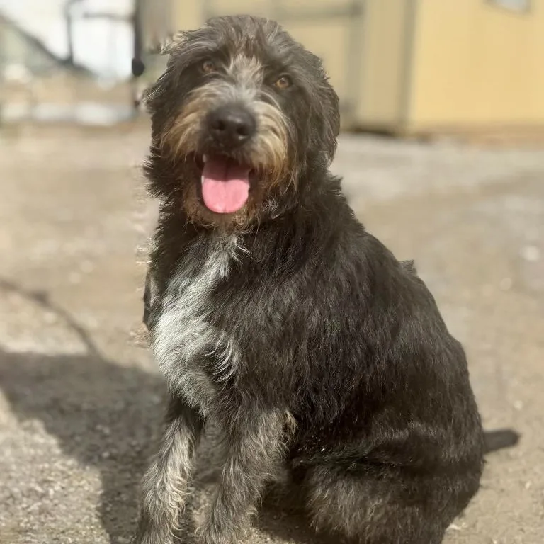 A young medium-sized female German Wirehaired Pointer dog named Ash for adoption in Thayne, WY