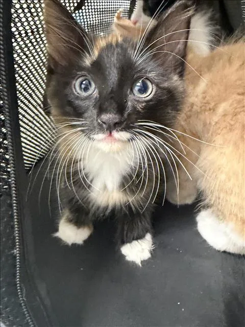 A baby small-sized female Domestic Short Hair cat named October for adoption in Los Angeles, CA