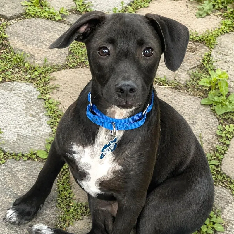 Finn