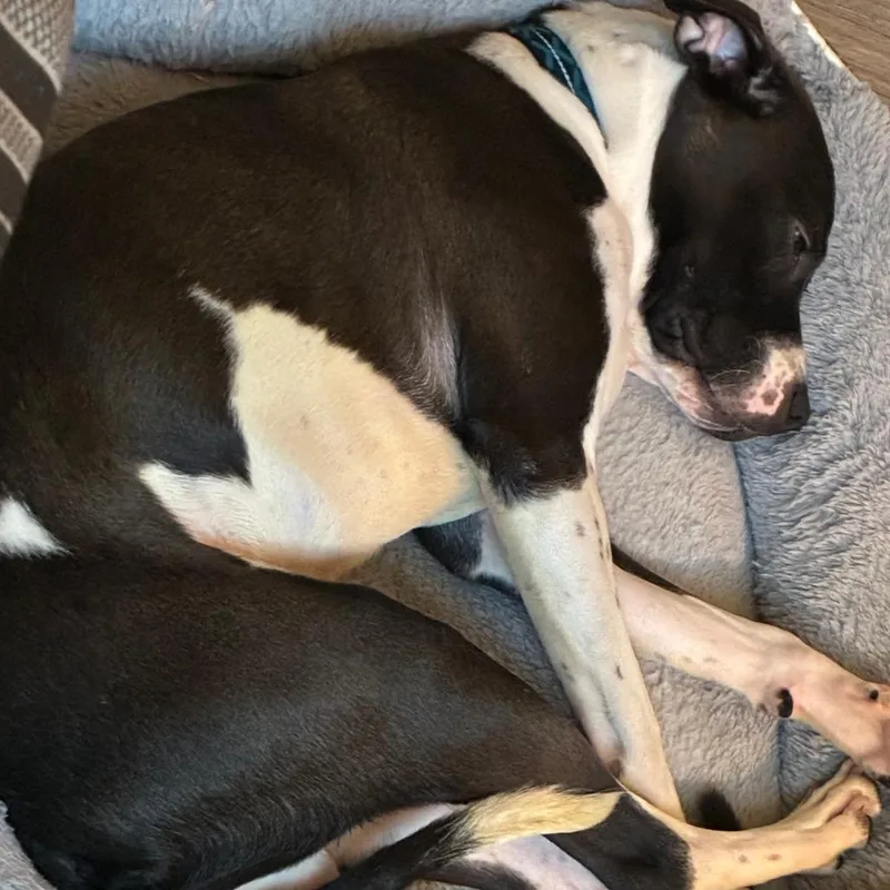A young small-sized male Black Pit Bull Terrier dog named Benji for adoption in Lynchburg, VA