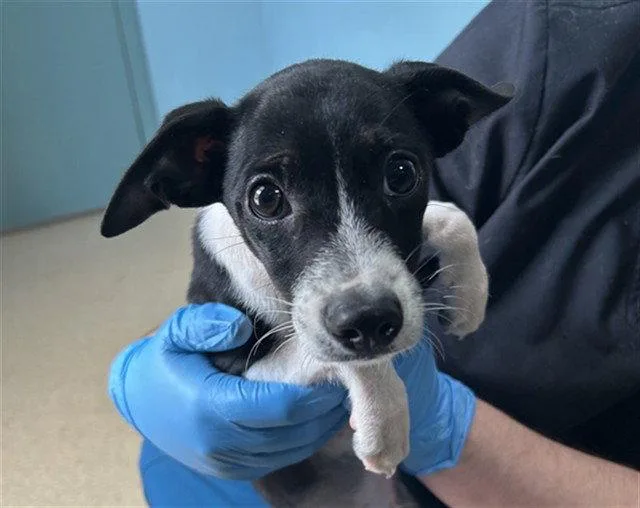 A baby medium-sized male Mixed Breed dog named Lasso for adoption in Holbrook, NY