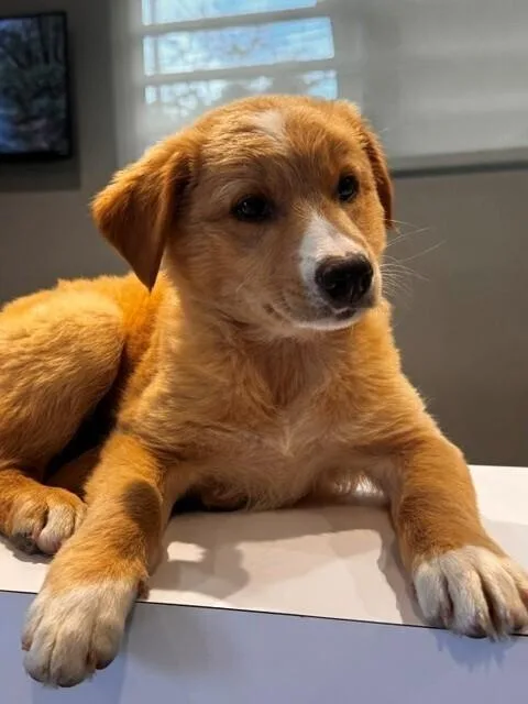 A baby small-sized female Brown / Chocolate Australian Shepherd dog named Matilda for adoption in North Reading, MA