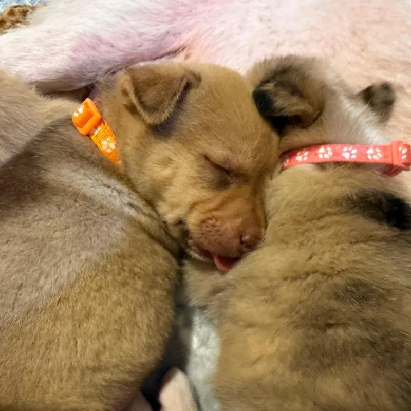 A baby small-sized male Brown / Chocolate Mixed Breed dog named Cascade for adoption in Buffalo, MN