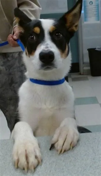 A young medium-sized female Australian Cattle Dog / Blue Heeler dog named A for adoption in Oklahoma City, OK