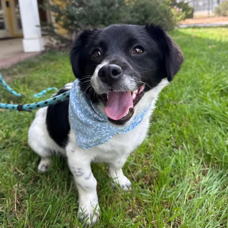 An adult small-sized male Black Dachshund (Miniature Long Haired) dog named Bowie for adoption in Santa Barbara, CA