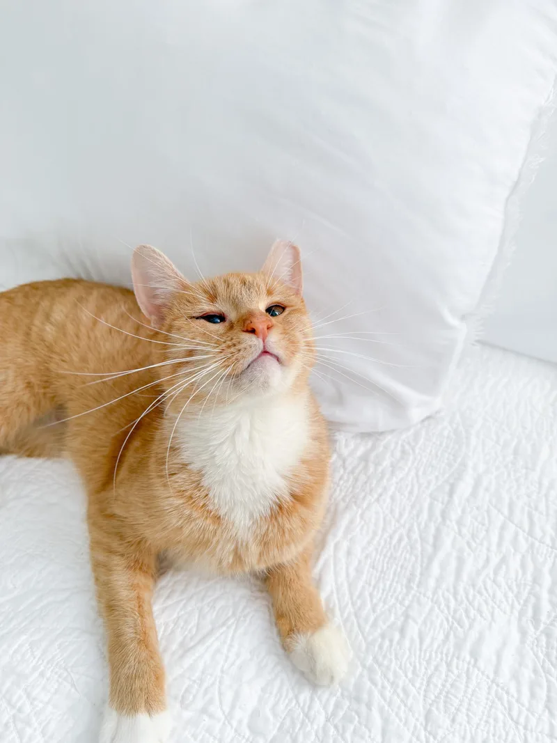 An adult medium-sized female Tabby cat named Peaches for adoption in New Orleans, LA