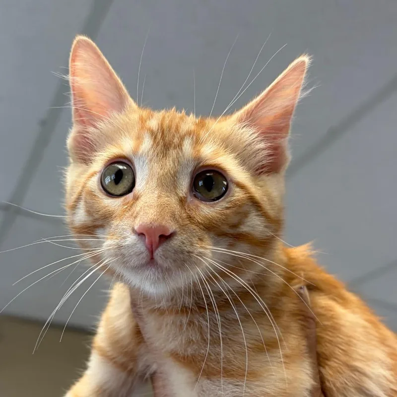 A baby small-sized male Orange / Red Domestic Medium Hair cat named Yam for adoption in Santa Barbara, CA
