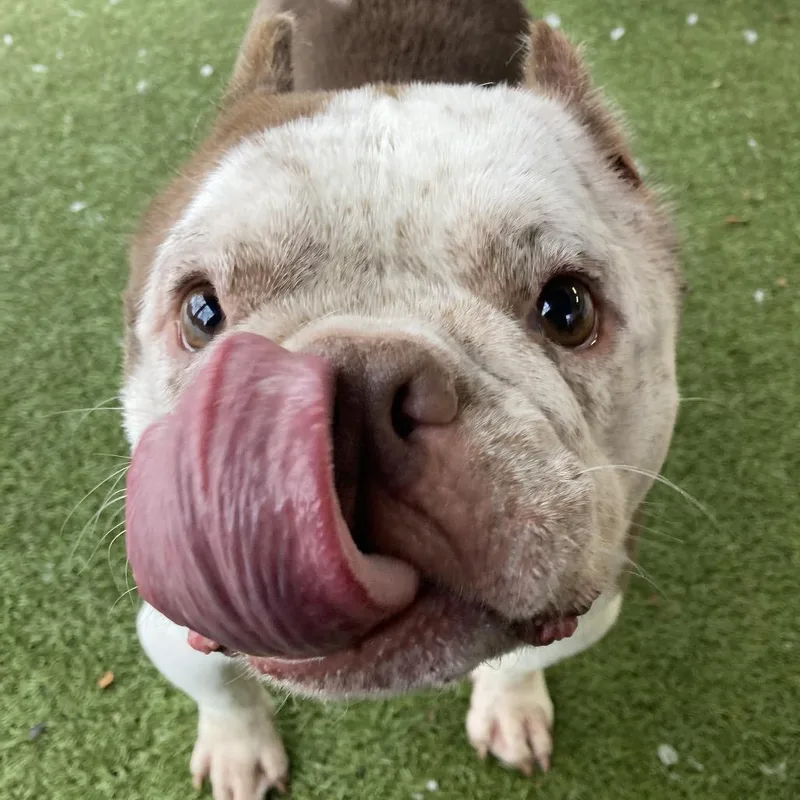 Missy Snort Snort thumbnail 2