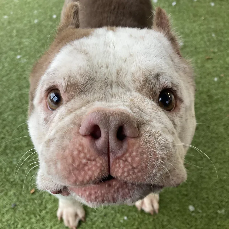 Missy Snort Snort thumbnail 3