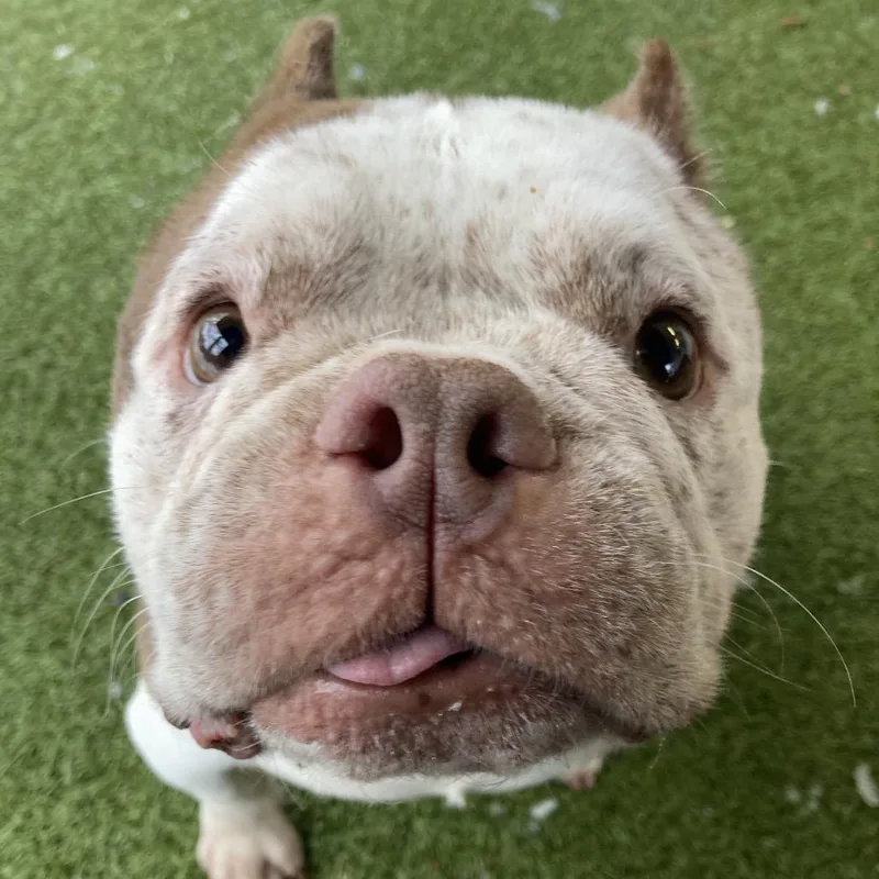 Missy Snort Snort thumbnail 4