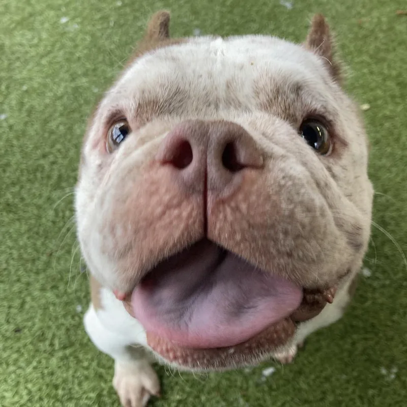 Missy Snort Snort thumbnail 5