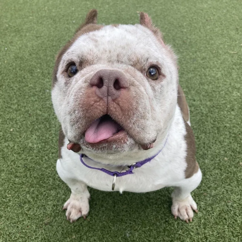 Missy Snort Snort thumbnail 6