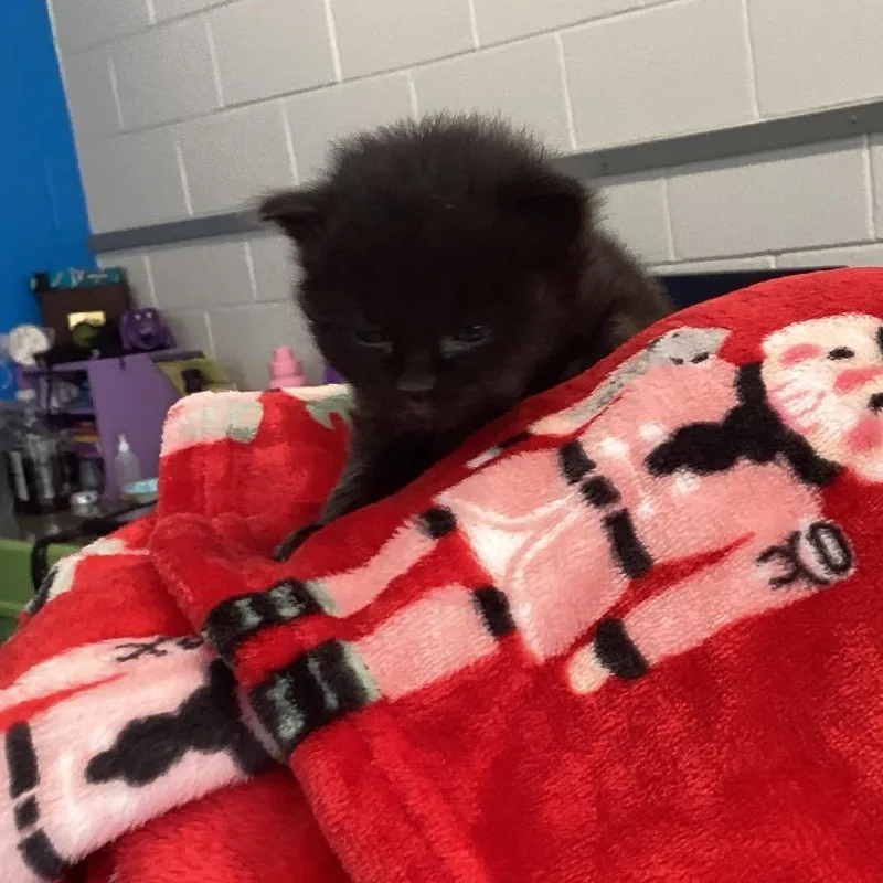 A baby medium-sized female Domestic Short Hair cat named Jordan for adoption in Montgomery, AL