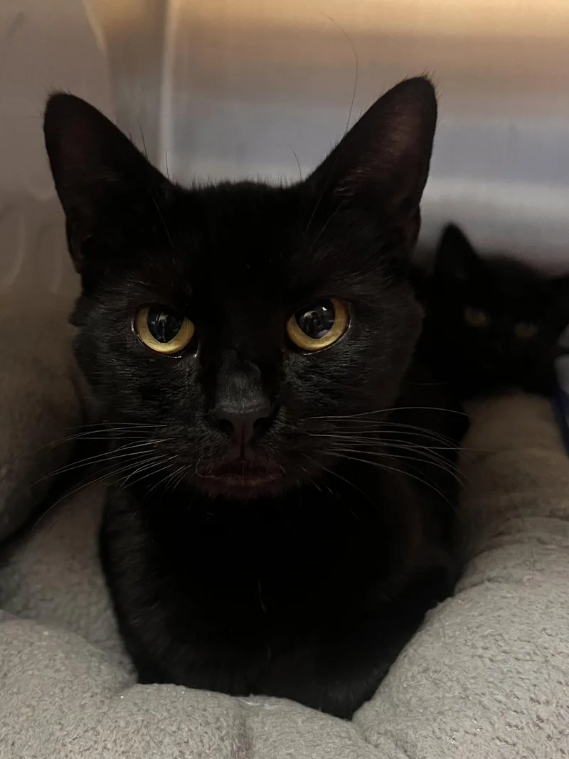 An adult medium-sized female Black Bombay cat named Liberty Chill  Must for adoption in Georgetown, KY